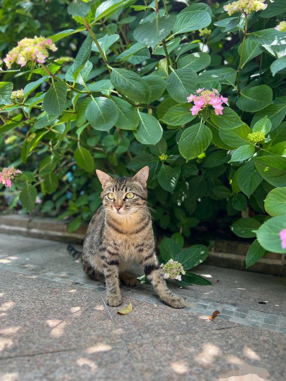 猫咪手机壁纸绿色图片