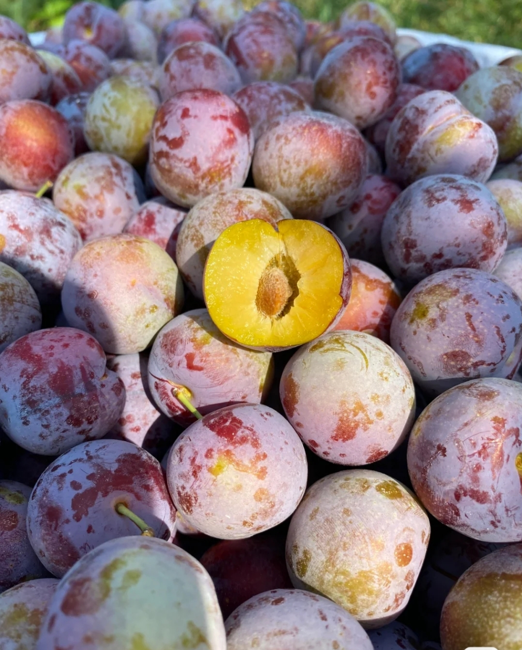 口感鲜脆,果肉饱满 红宝石般的果皮 一口咬下,满口甜蜜  果肉细腻,汁