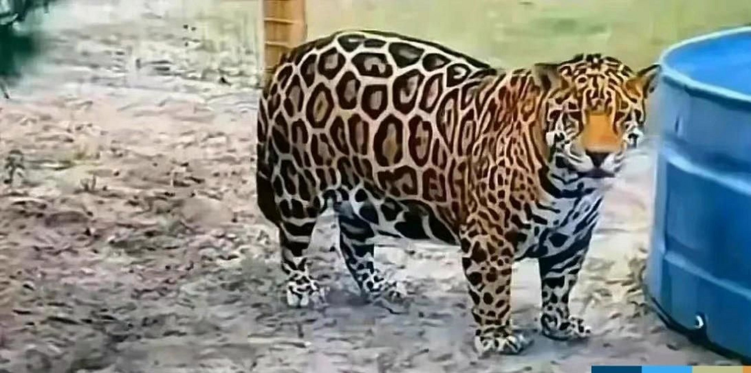 豹子:胖成这样,我还怎么追急支糖浆