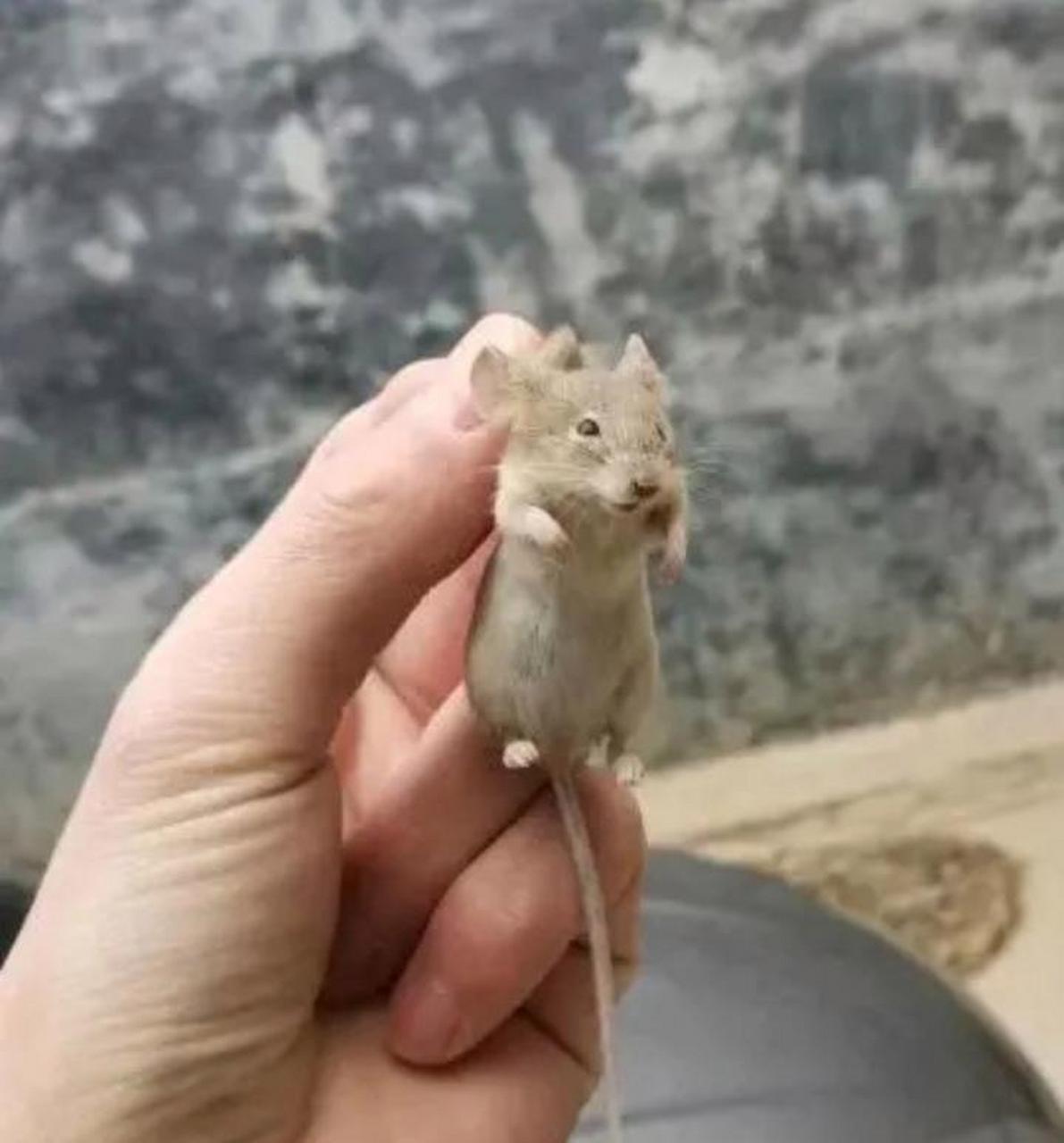 南方的老鼠vs北方的老鼠,为什么差距这么大呢?