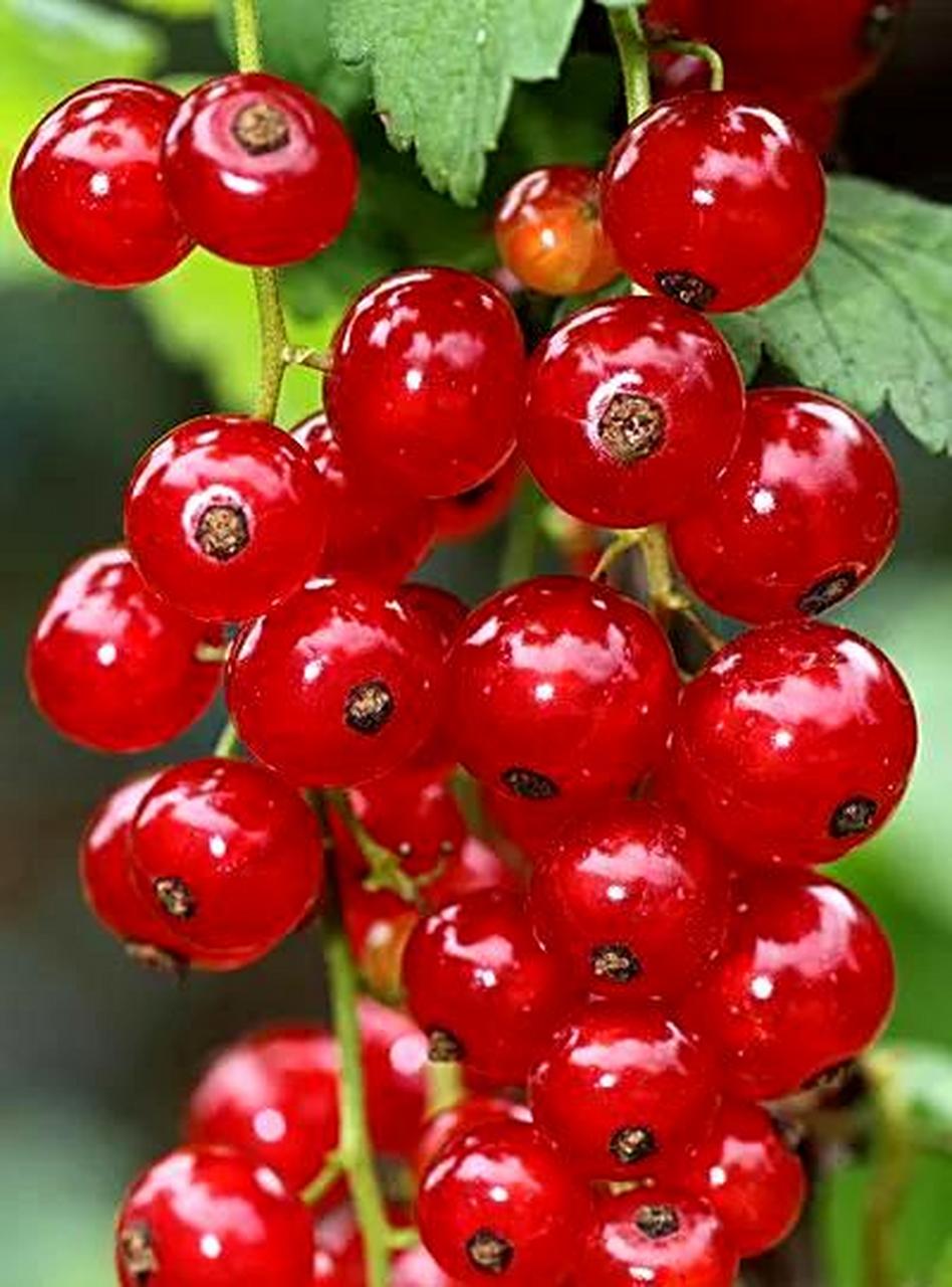 醋栗果实呈近圆形或椭圆形,成熟时果皮呈黄绿色,光亮透明,纵行维管束