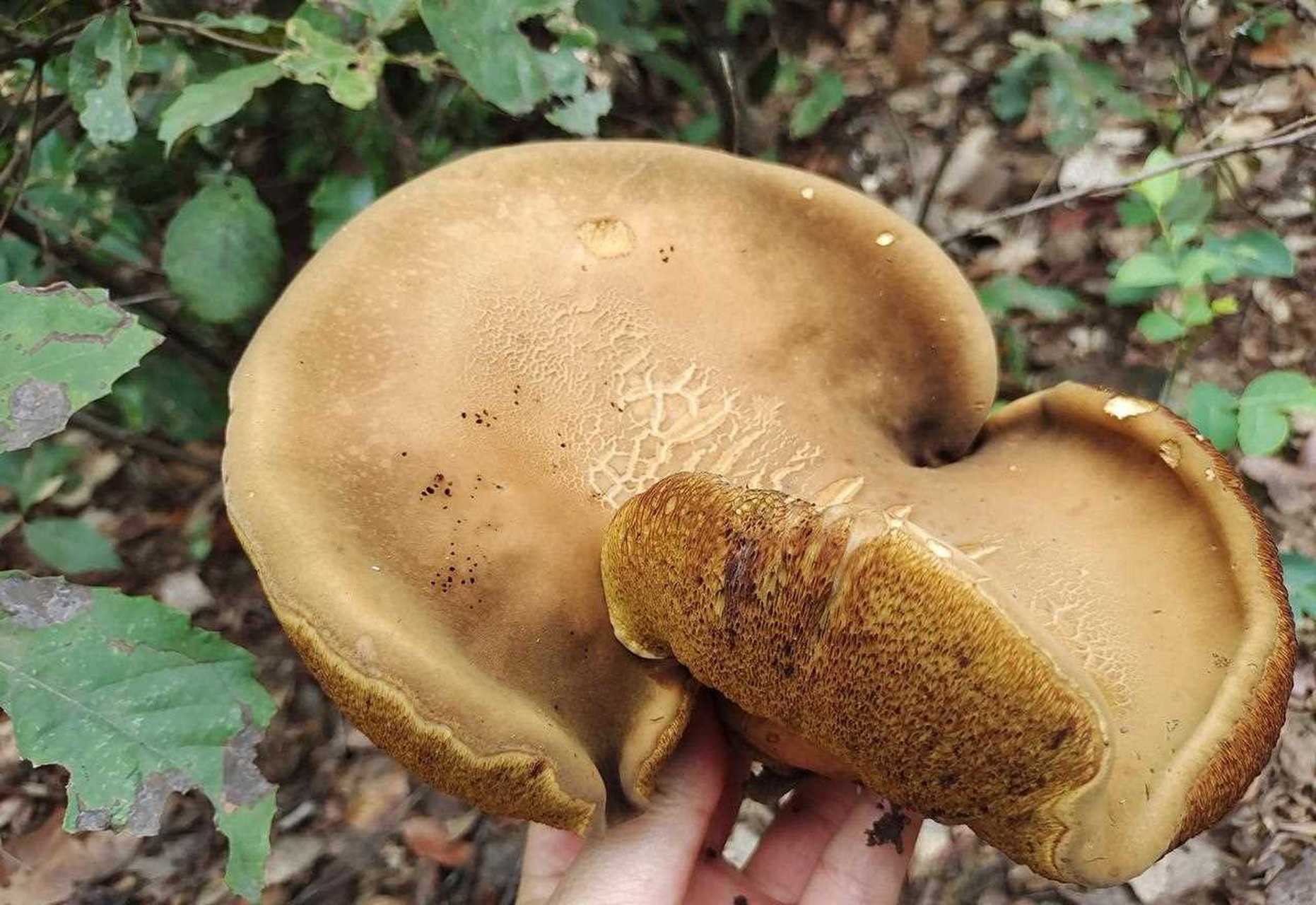 懂菌子的看过来,你分得清大黑菌和小黑菌的区别吗?