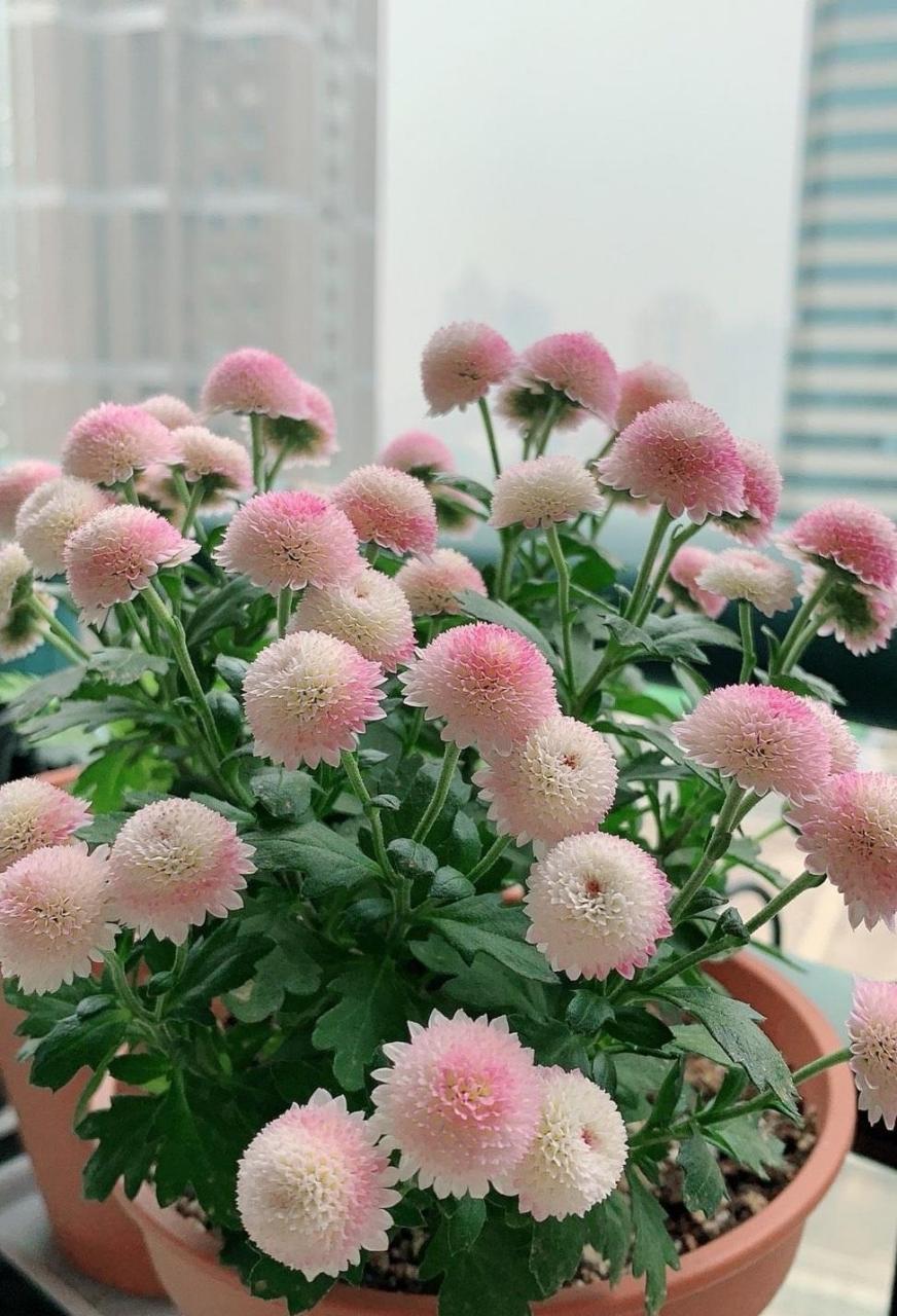 小米菊"珠玉之卵",一种从国外进口的新型盆栽花卉,属于菊科小型草本