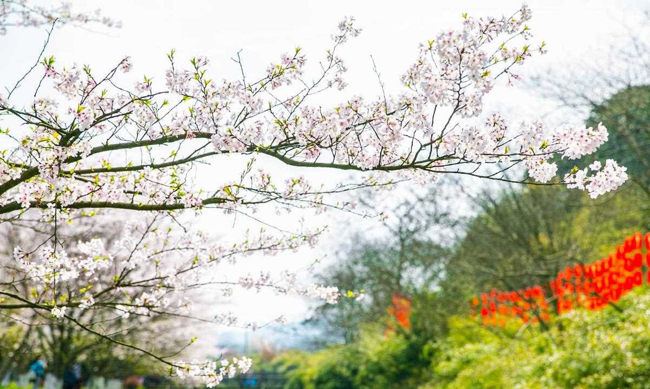 绍兴宛委山的早樱花每初开花,浪漫而略带凄美,花期只有约一星期,看