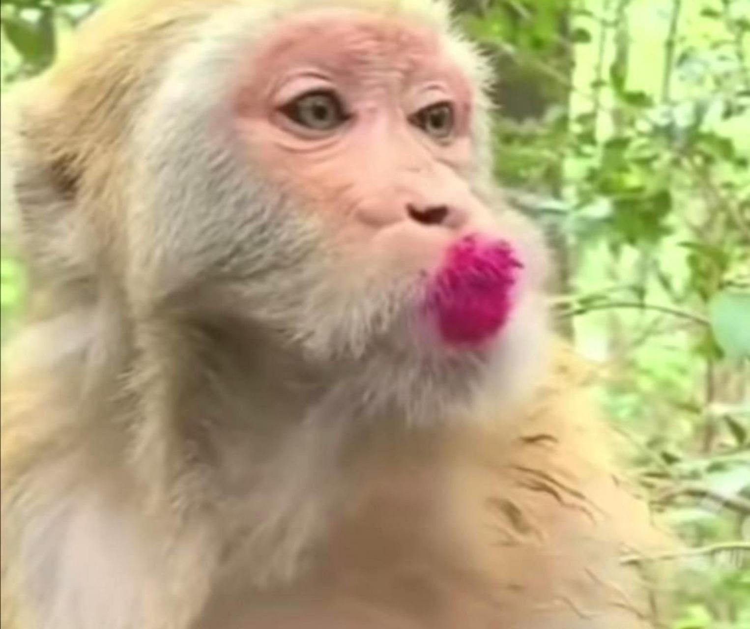 请问这只猴子涂的口红是哪个色号?