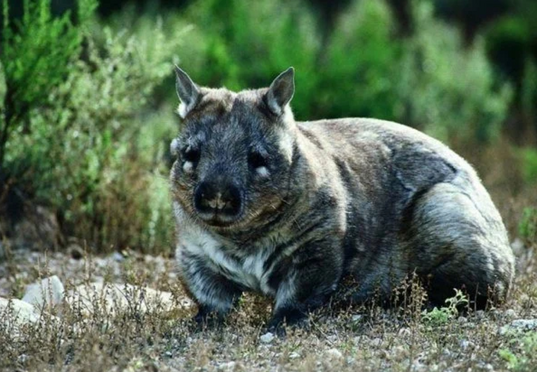 猪猡也叫穿山甲,是一种奇特而神秘的动物,生活在亚洲和非洲的热带地区