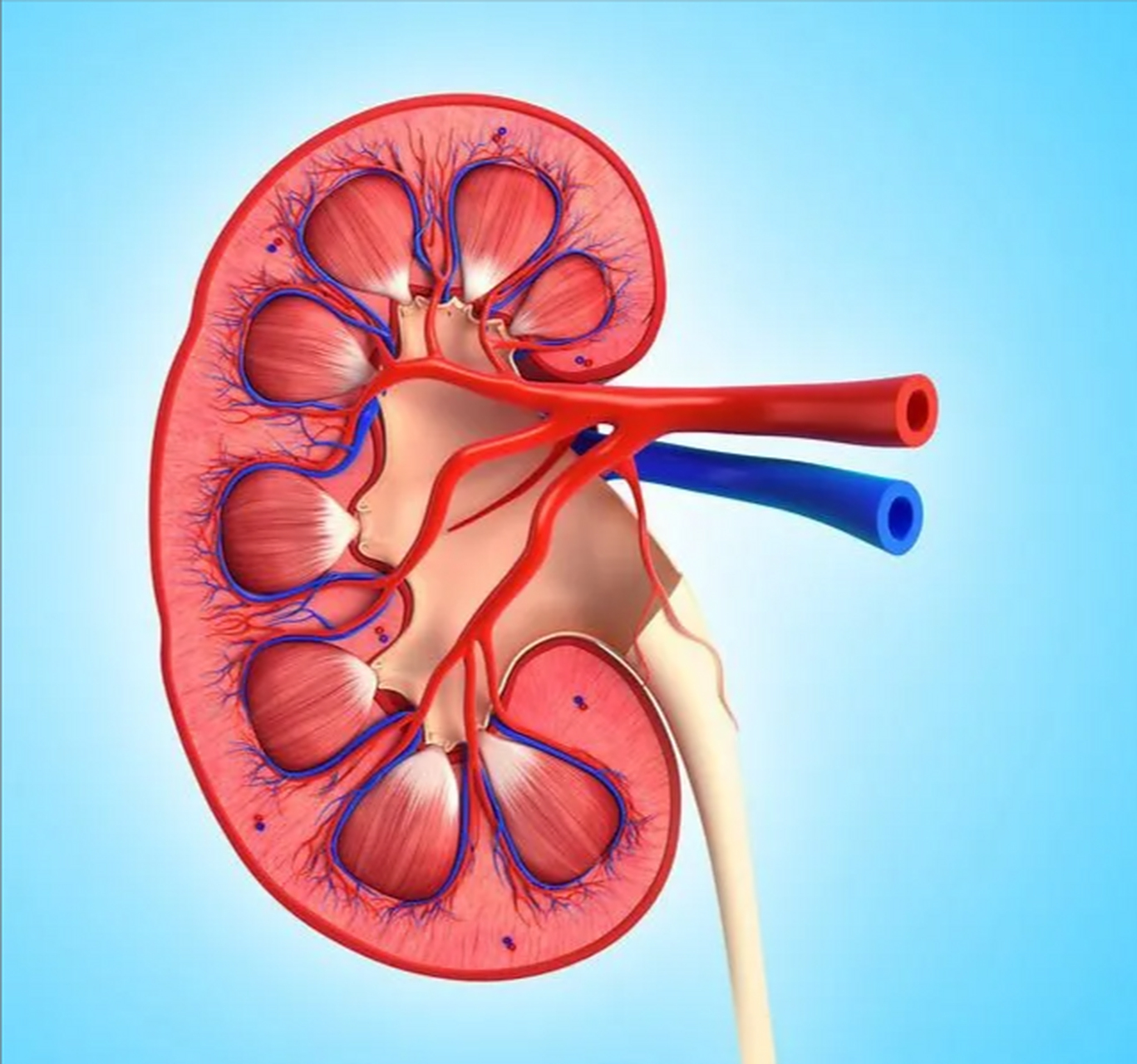 慢性肾脏病分为5期 分期的标准是肾小球滤过率——评价肾功能的"金