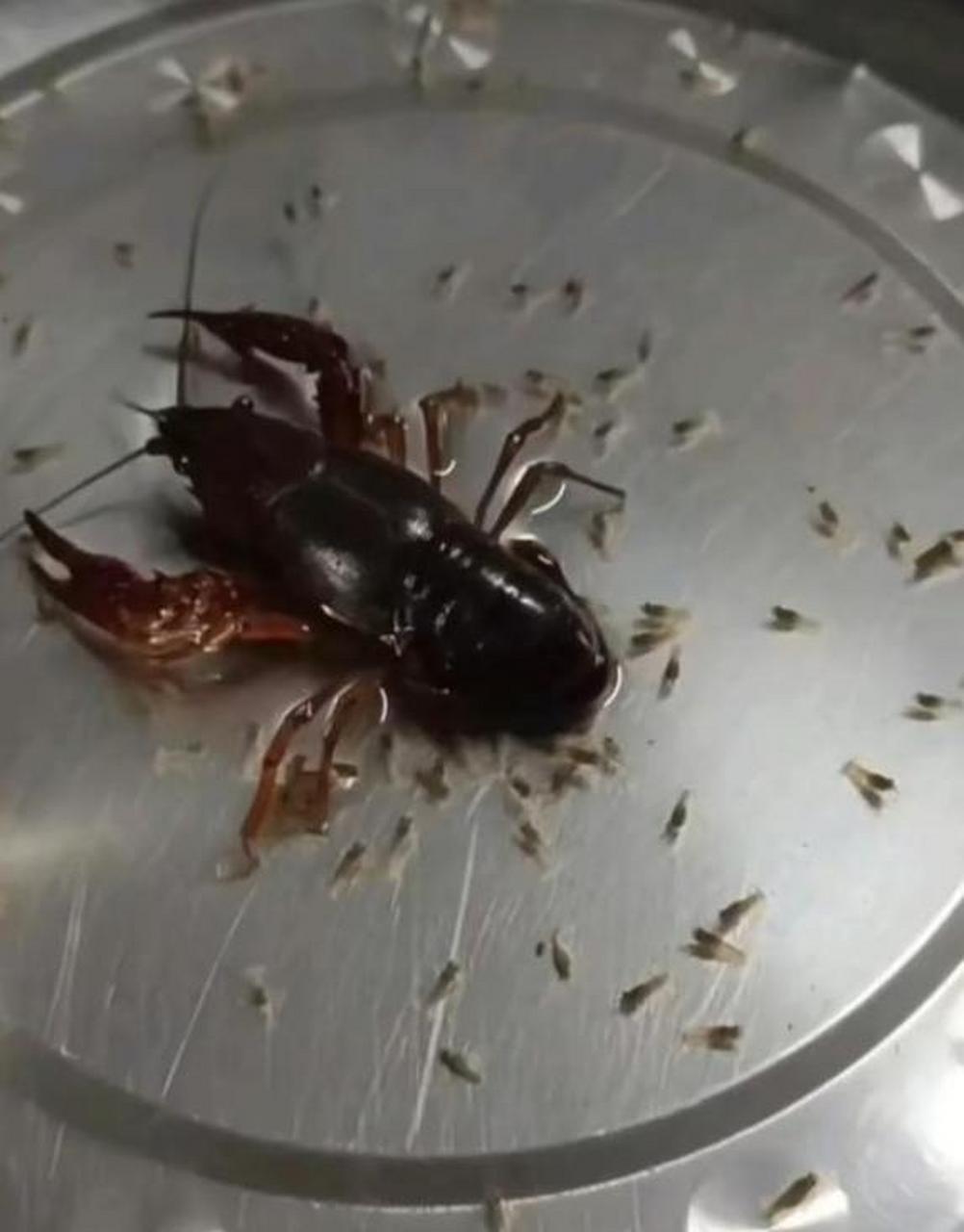 这龙虾周围的都是什么啊?寄生虫吗?