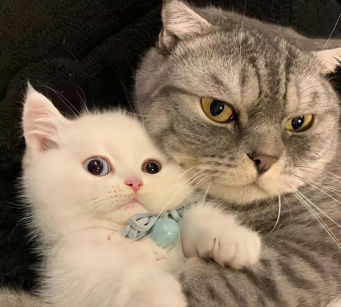 小猫咪情侣头像 67,第一张是霸道总裁爱上我吗?[阴险]