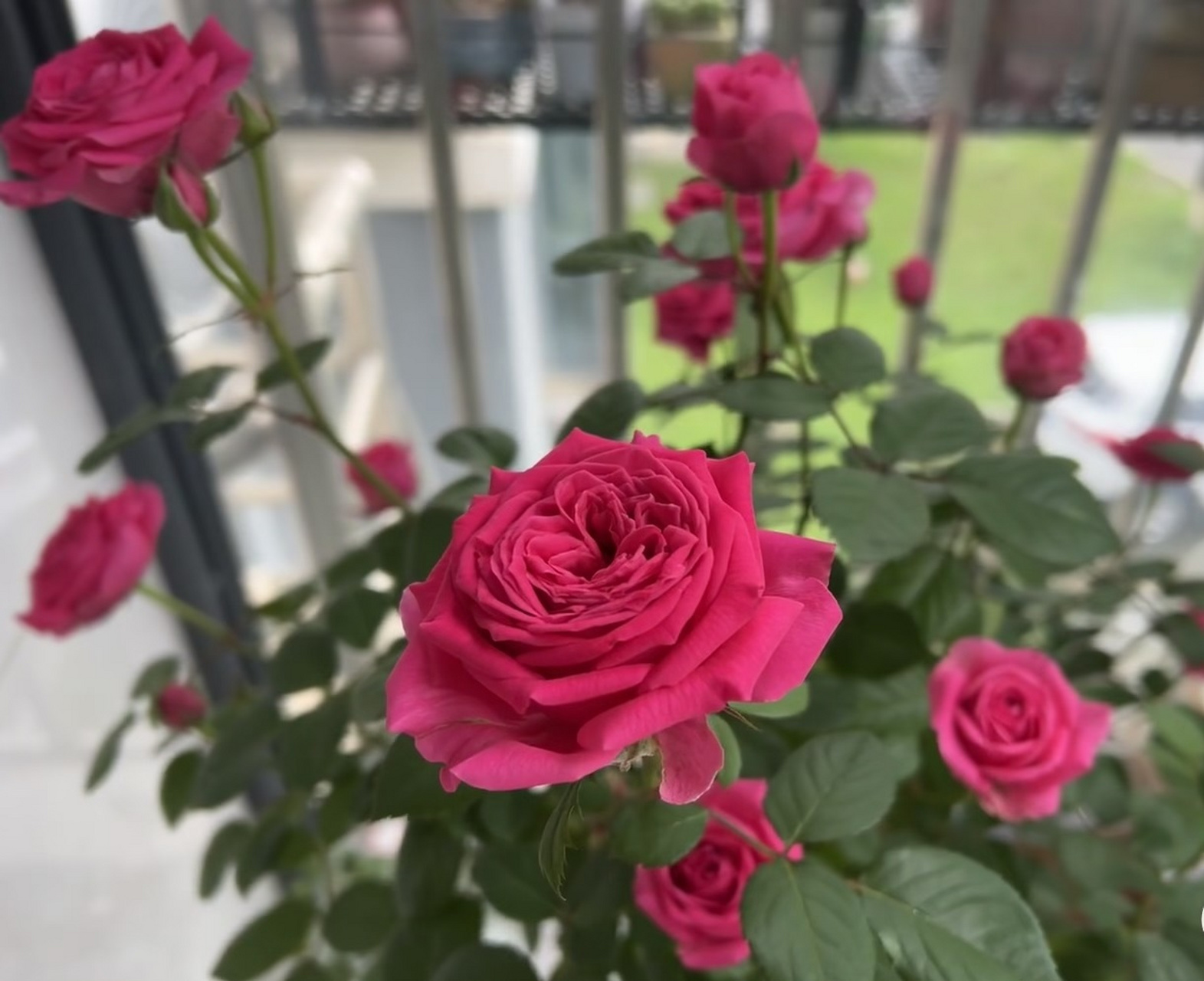 给大家推荐一个很值得拥有的品种——巨蟹座阳台,属于微型月季,植株