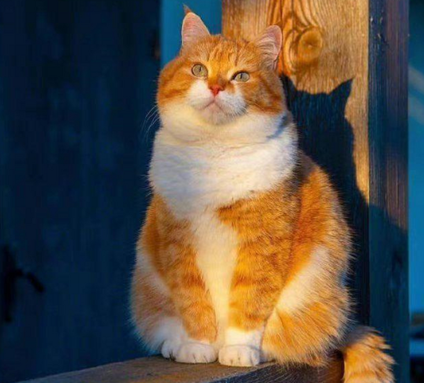 谁能拒绝一只好看的橘橘猪呢?