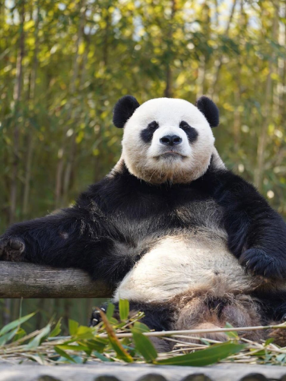 大熊猫喜悦超话图片