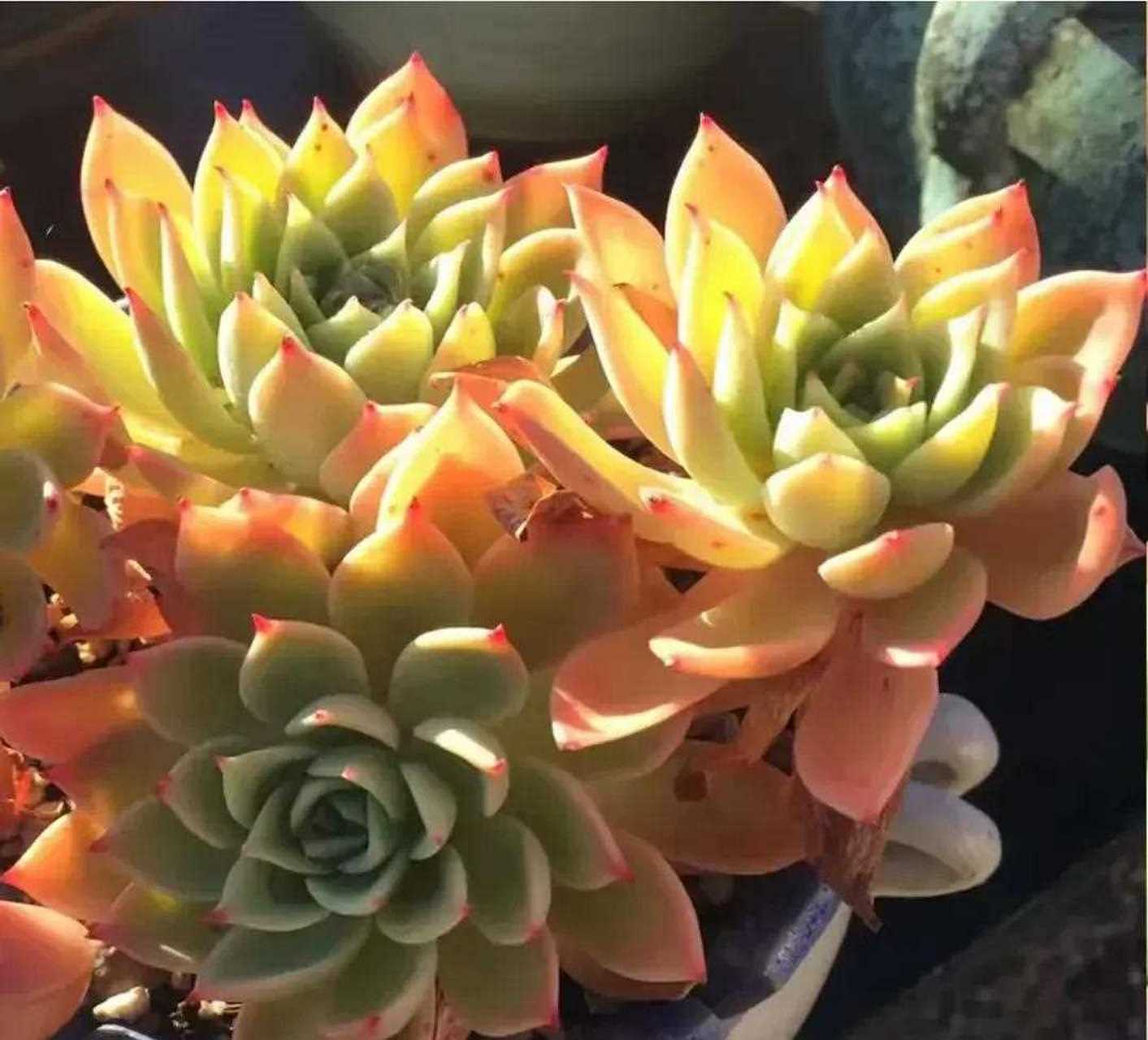 [嘿哈] 你家有养多肉三色堇吗?