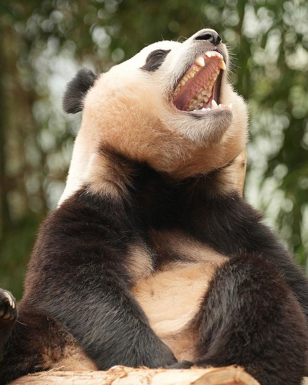 fubaoooong  #大熊猫福宝#  #大熊猫#  #熊猫