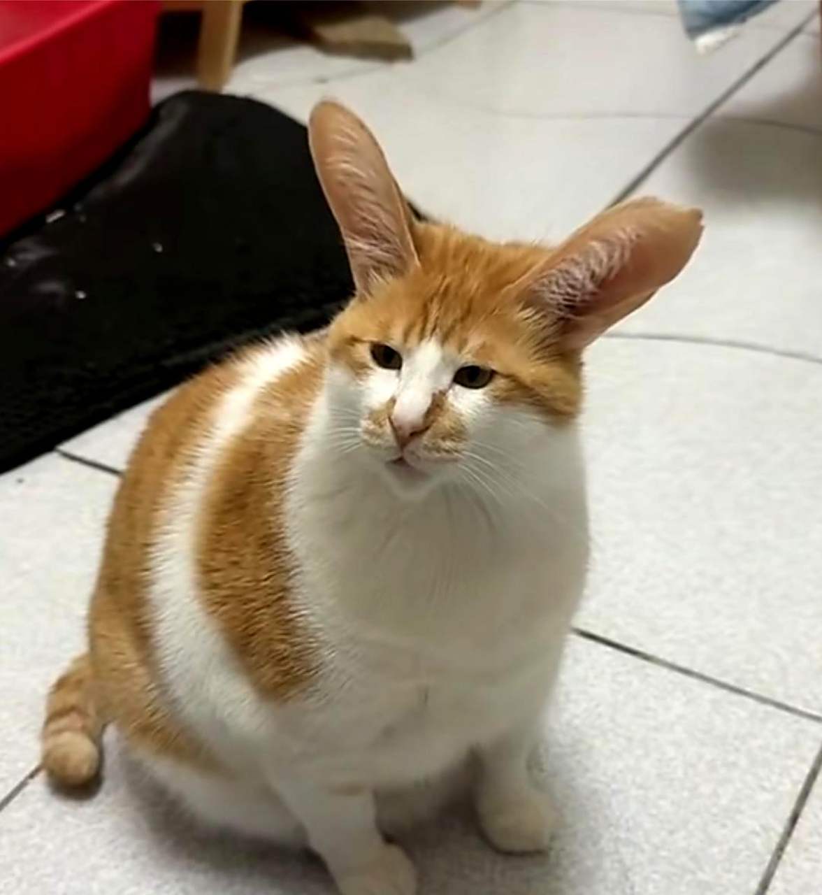 兔猫合体,萌度爆表!