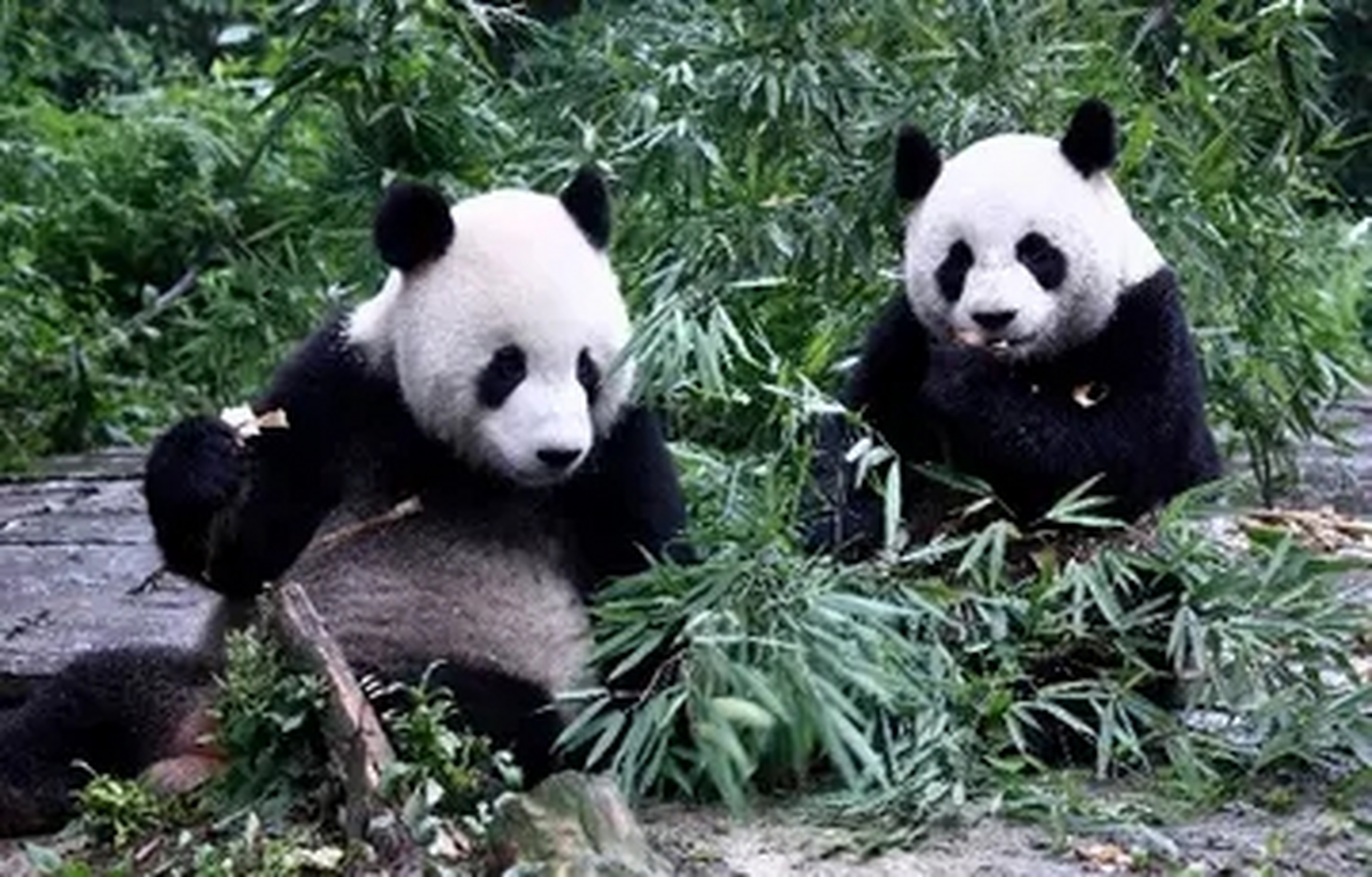 生活在台北动物园的大熊猫团团因病去世,大熊猫团团和圆圆还有盼盼