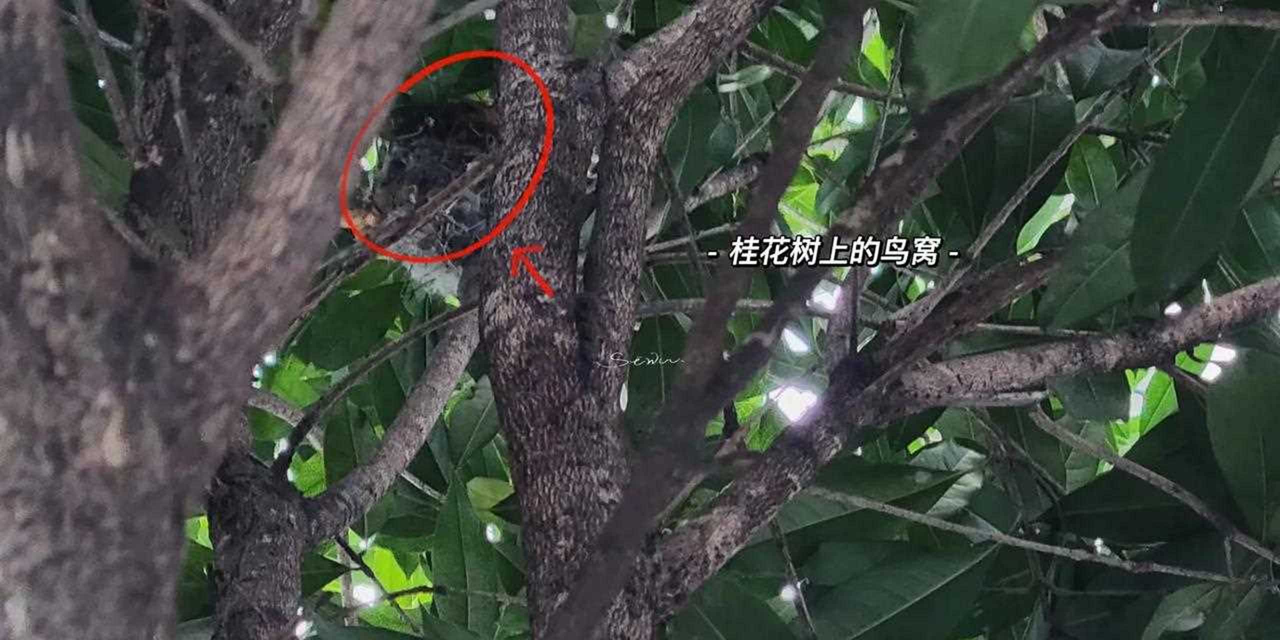 桂花树苗种植方法和时间
