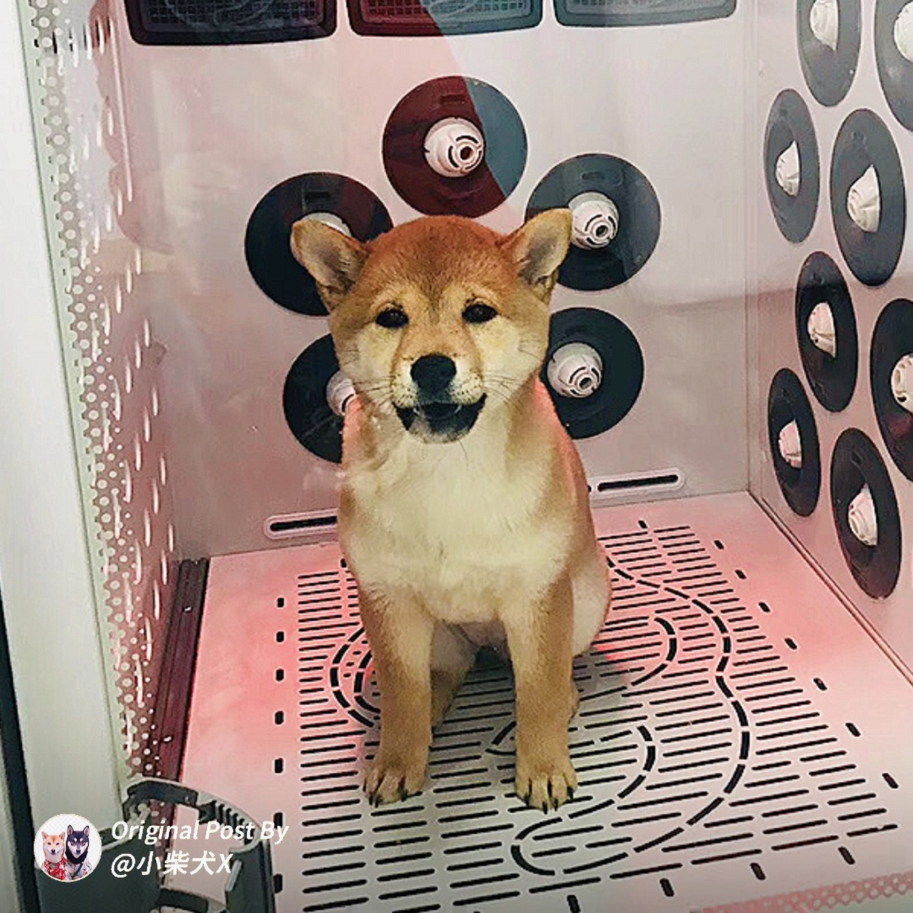 差点没认出来  看自家的小u洗澡是最有意思了, 这身子一沾上水,小胖脸