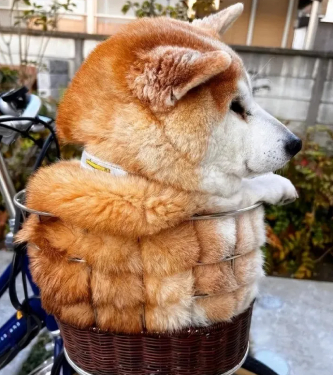 柴柴腹肌装甲