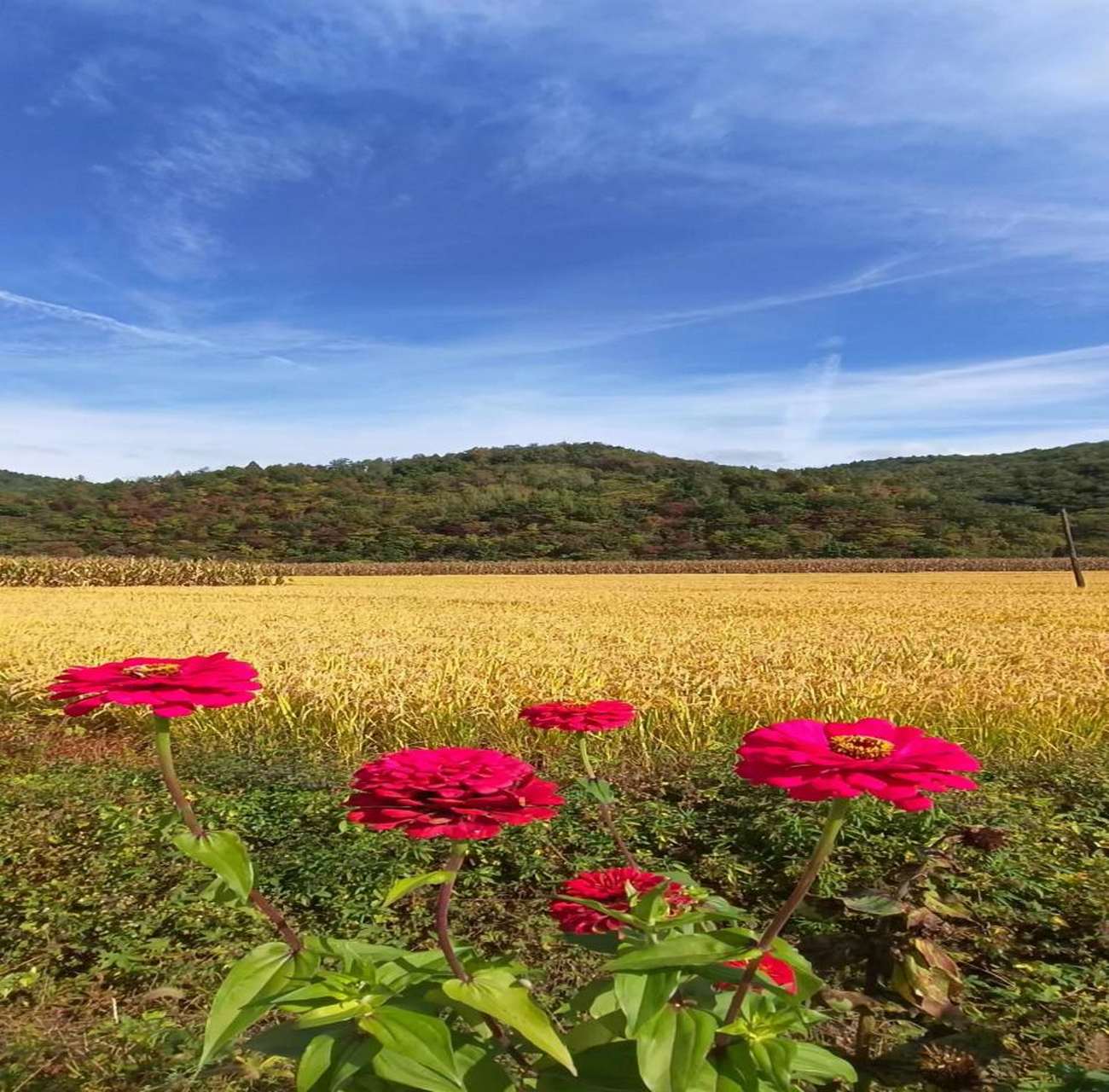 網紅打卡地遼寧槓槓滴# 【撫順市新賓滿族自治縣——田間美景】