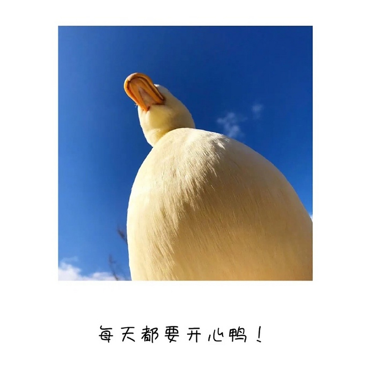 每天都要开心鸭# #背景图# #朋友圈背景图# #朋友圈文案背景图