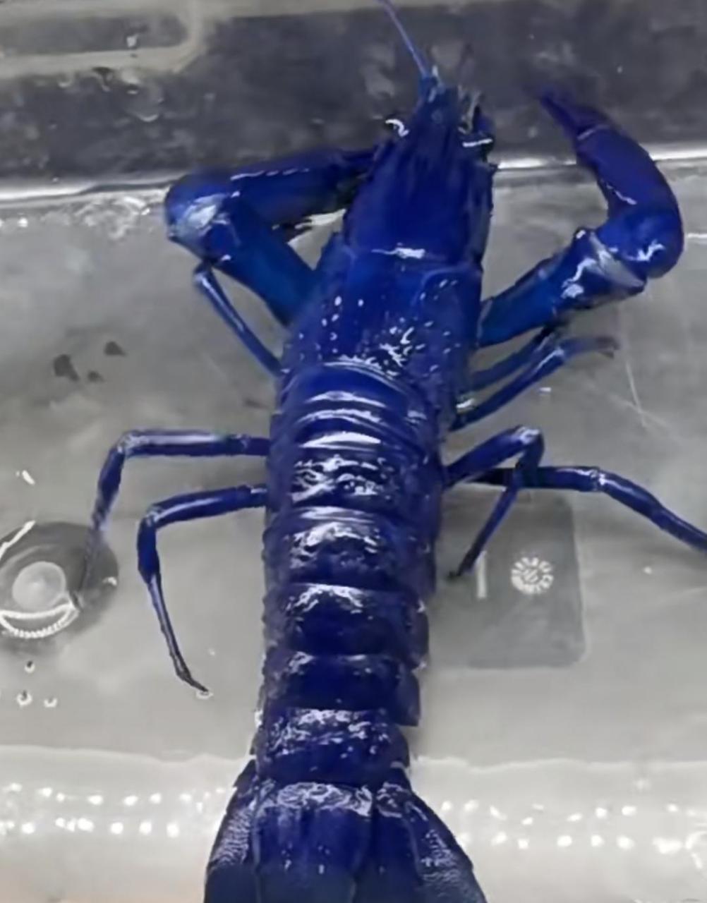 深蓝色的龙虾,这是我第一次看到它!