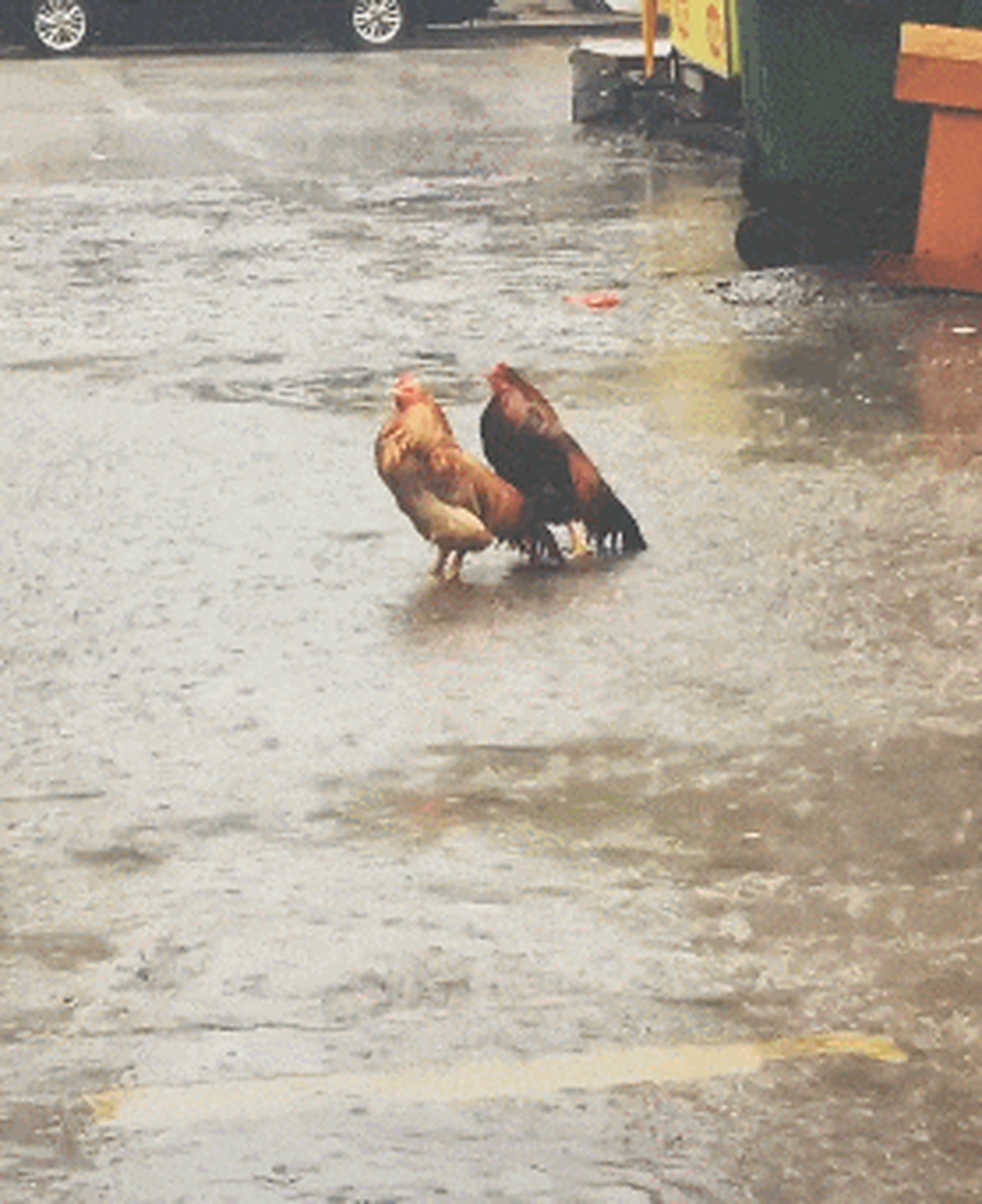 搞笑gif动图:搞笑第三张,淋雨的鸡,真的是变成落汤鸡了