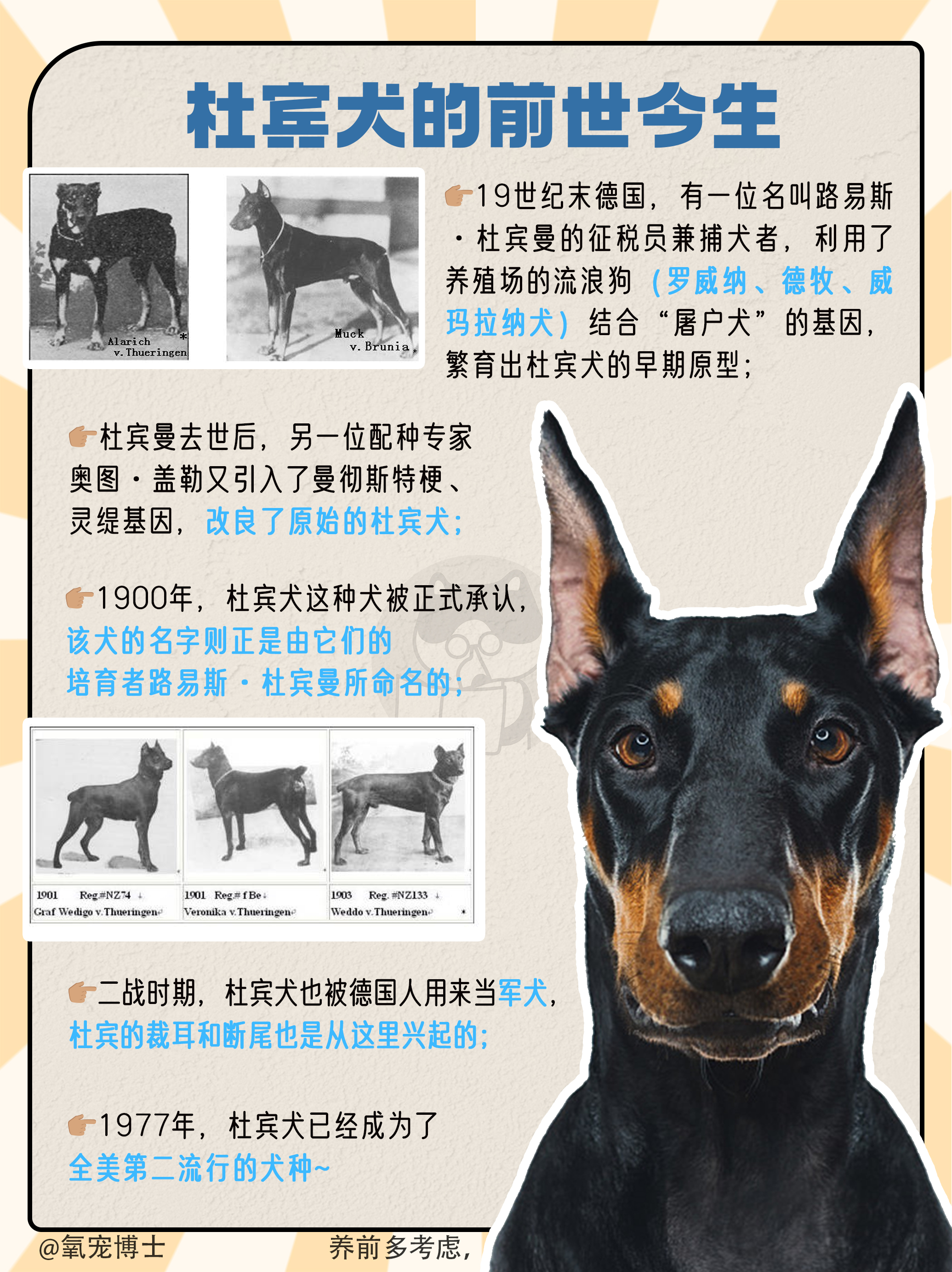 杜宾犬图鉴|很绅士的霸道总裁~ .@氧宠博士的动态