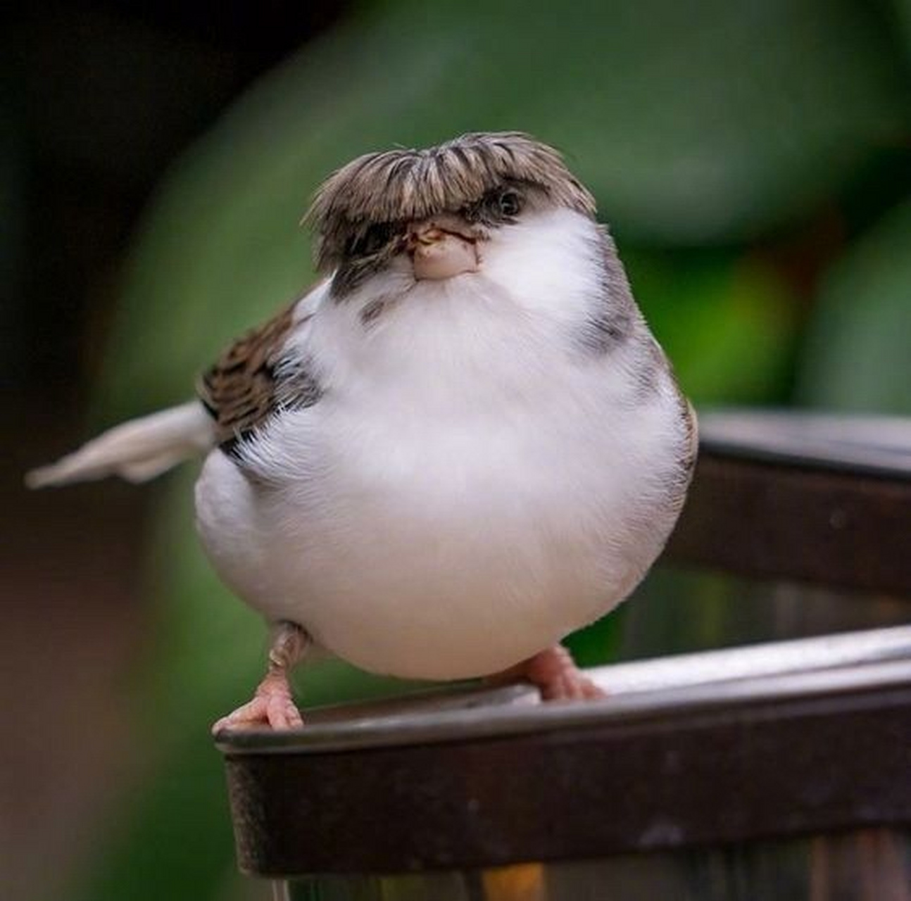 鸟界的小可爱们.[开心]