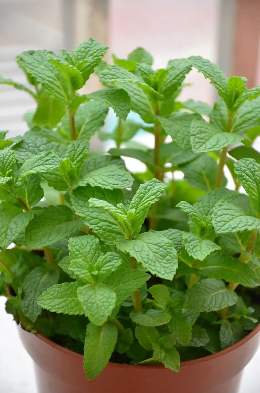 薄荷(学名:mentha)是一种广泛应用的草本植物,属于唇形科薄荷属.