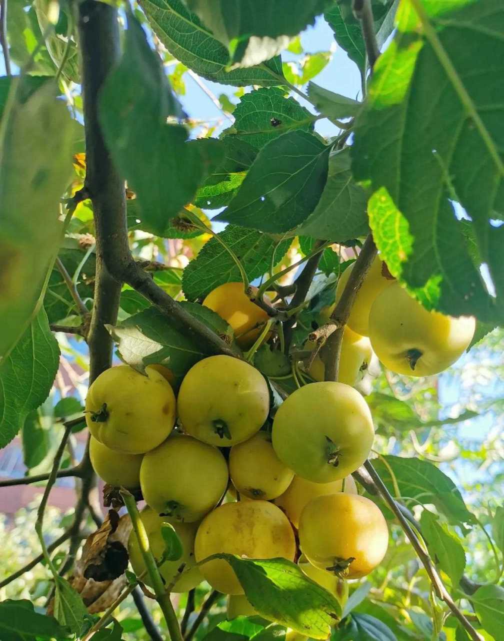 处暑过后天气转凉,东北的沙果,也叫太平果,由黄变红,开始成熟.