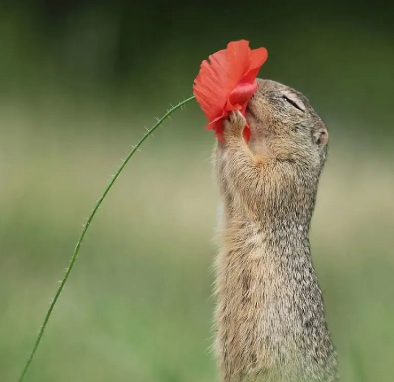 这只土坡鼠看来很喜欢花,闻着花香久久不愿离去,心想,要是哪个帅哥