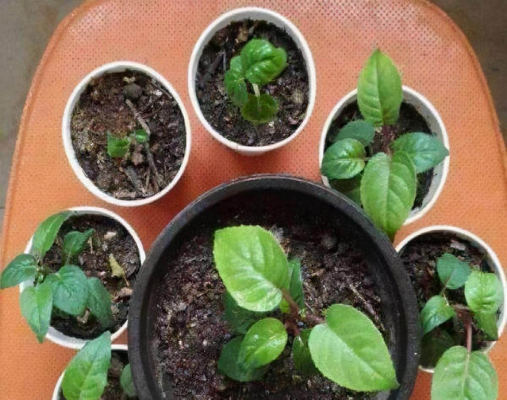 [鲜花]倒挂金钟别名灯笼花,吊钟海棠,是一种多年生直立半灌木,一般高