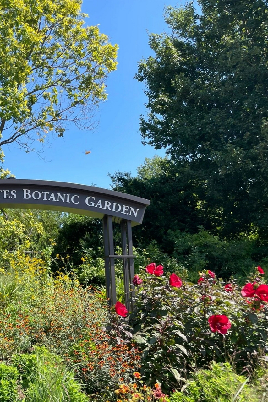 华盛顿特区植物园看花  晒得睁不开眼睛 下周开学