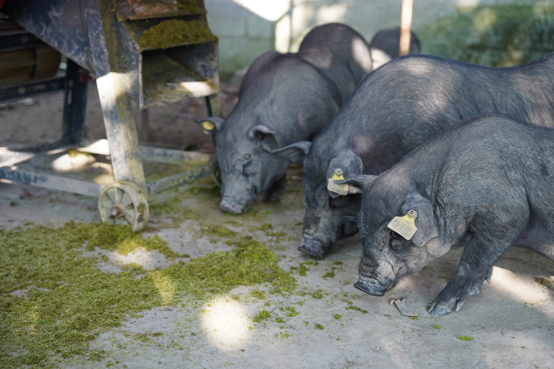 我用粉碎后的牧草喂猪,猪很喜欢吃.#环江香猪