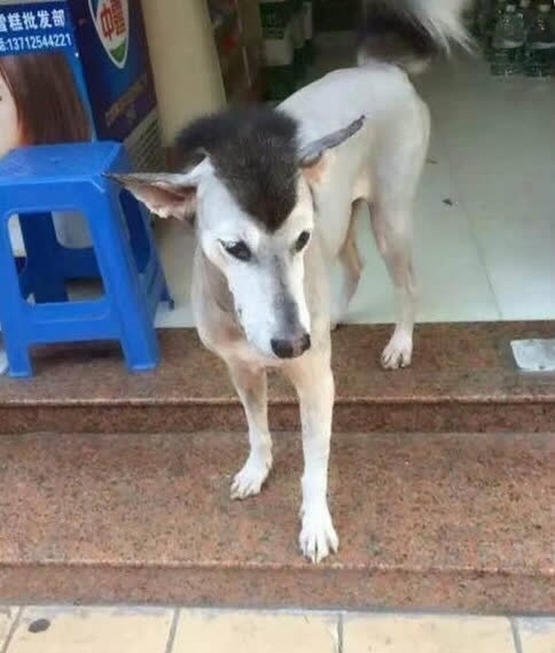 当哈士奇变成哈士奇驴时,没有哪个主人是无辜的!