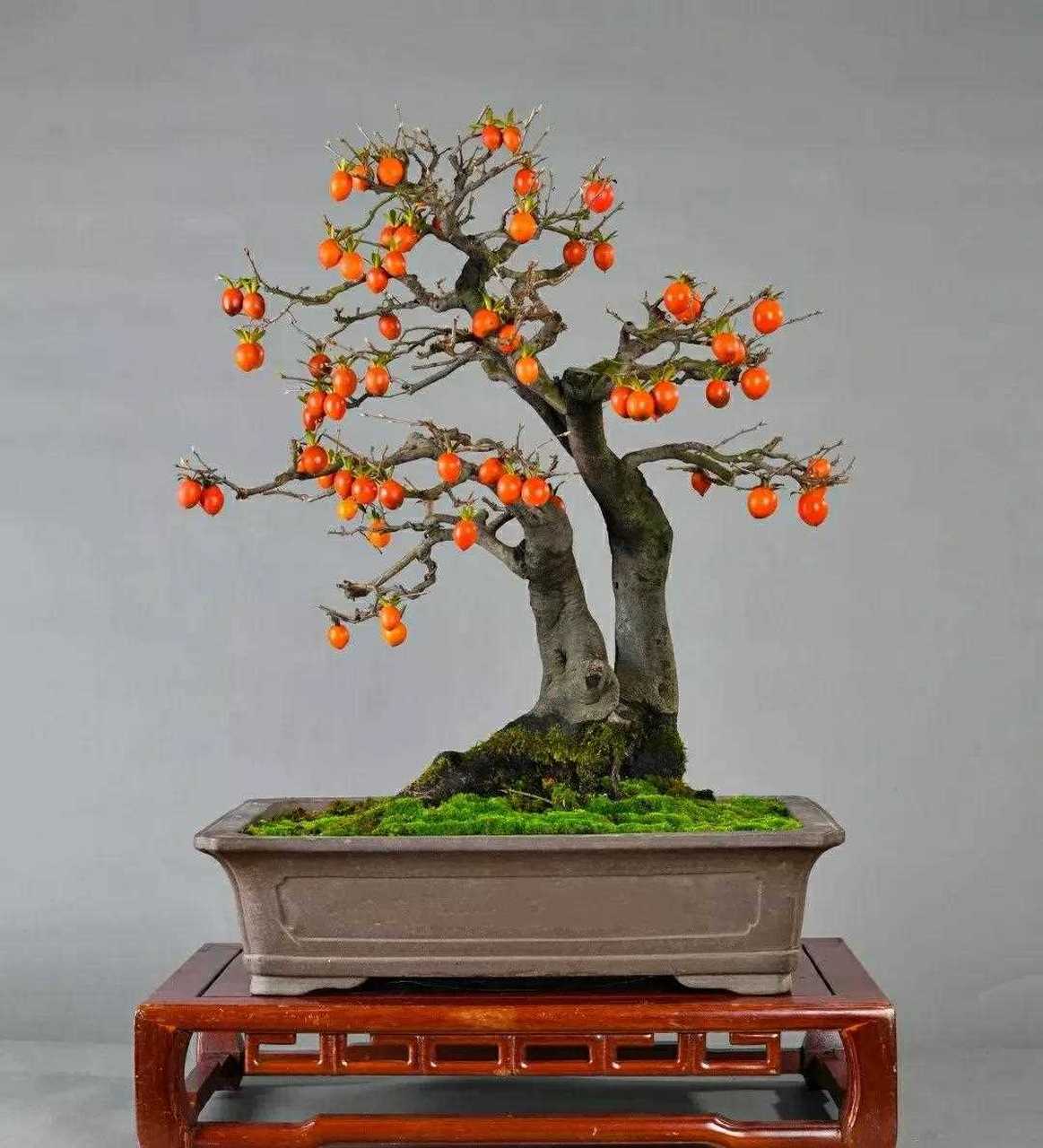 精品老鸦柿  金弹子盆景名家佳作欣赏  赏花,赏硕果 ,自然雅趣,意境