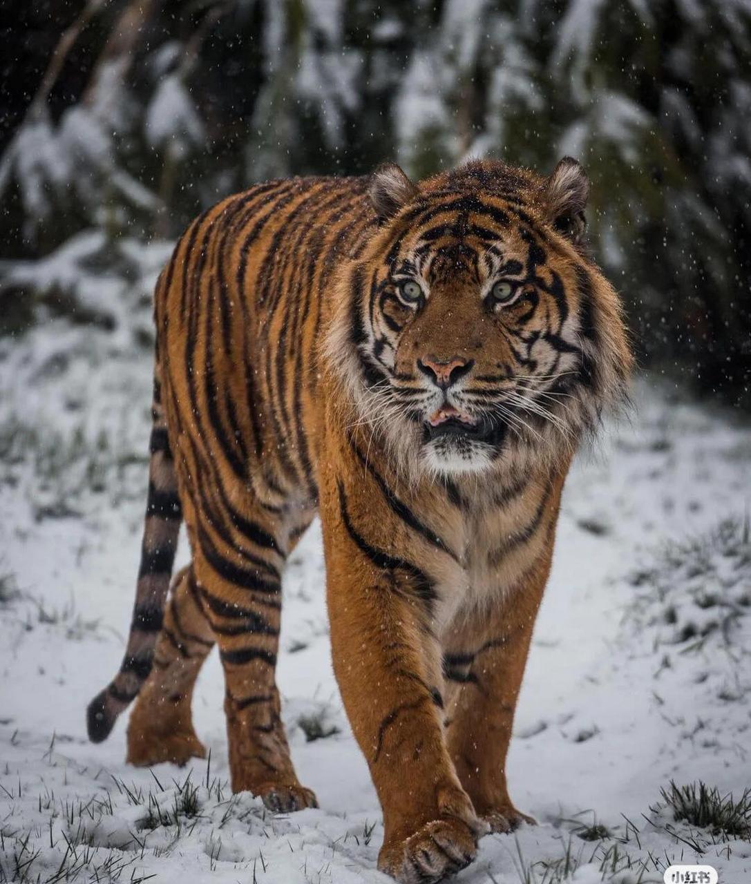 其实,老虎真的挺可爱的