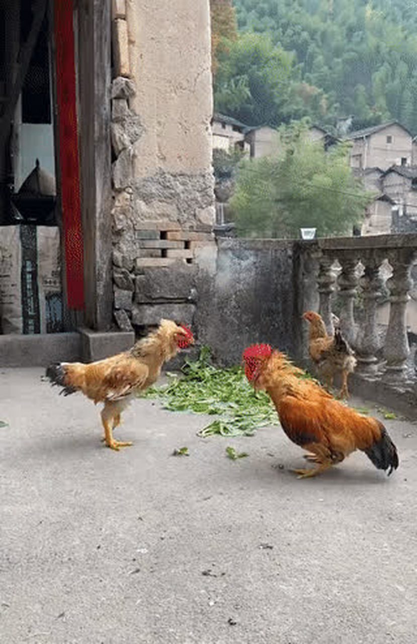 我敢打赌城里很少有人见过公鸡打架#dynamiccreationmonth#[滑稽]