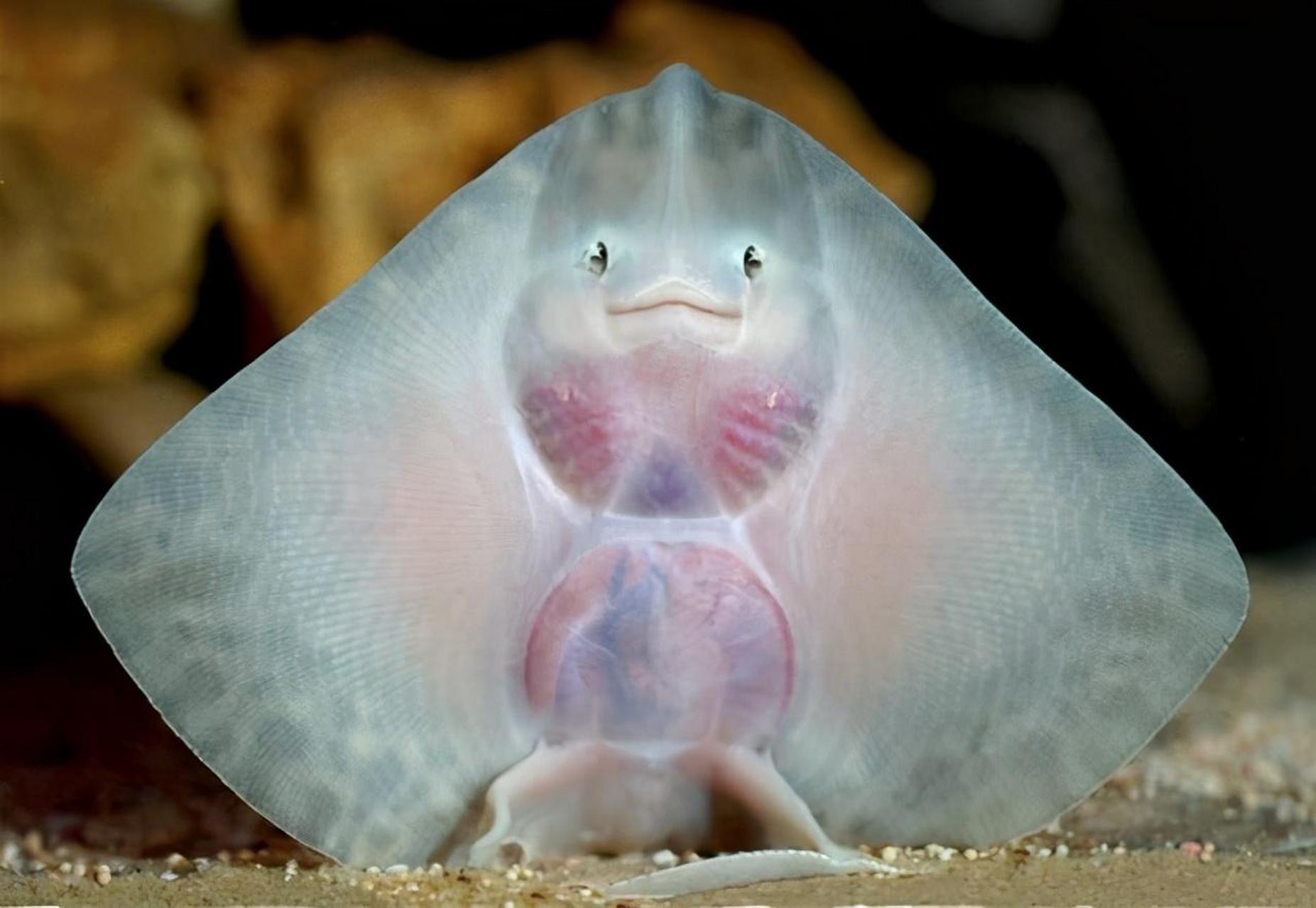 这是小黄貂鱼,看起来是不是很可爱呢?真想养一只.#动态创作月