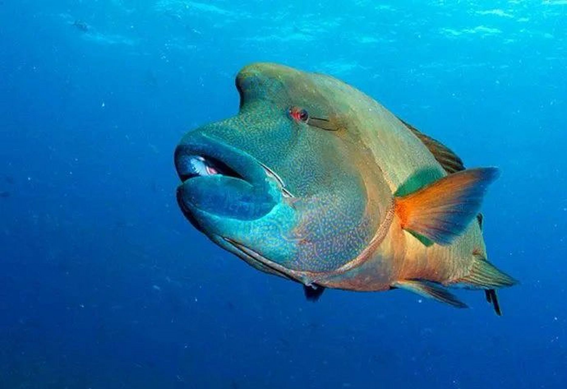 海洋生物-苏眉鱼 95 苏眉鱼是体型最大的珊瑚鱼  95苏眉鱼一般体