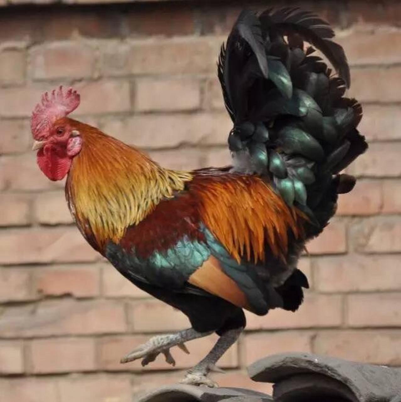 鸡口牛后的历史典故 鸡口牛后,汉语成语,意为宁愿做小而洁的鸡嘴,而不