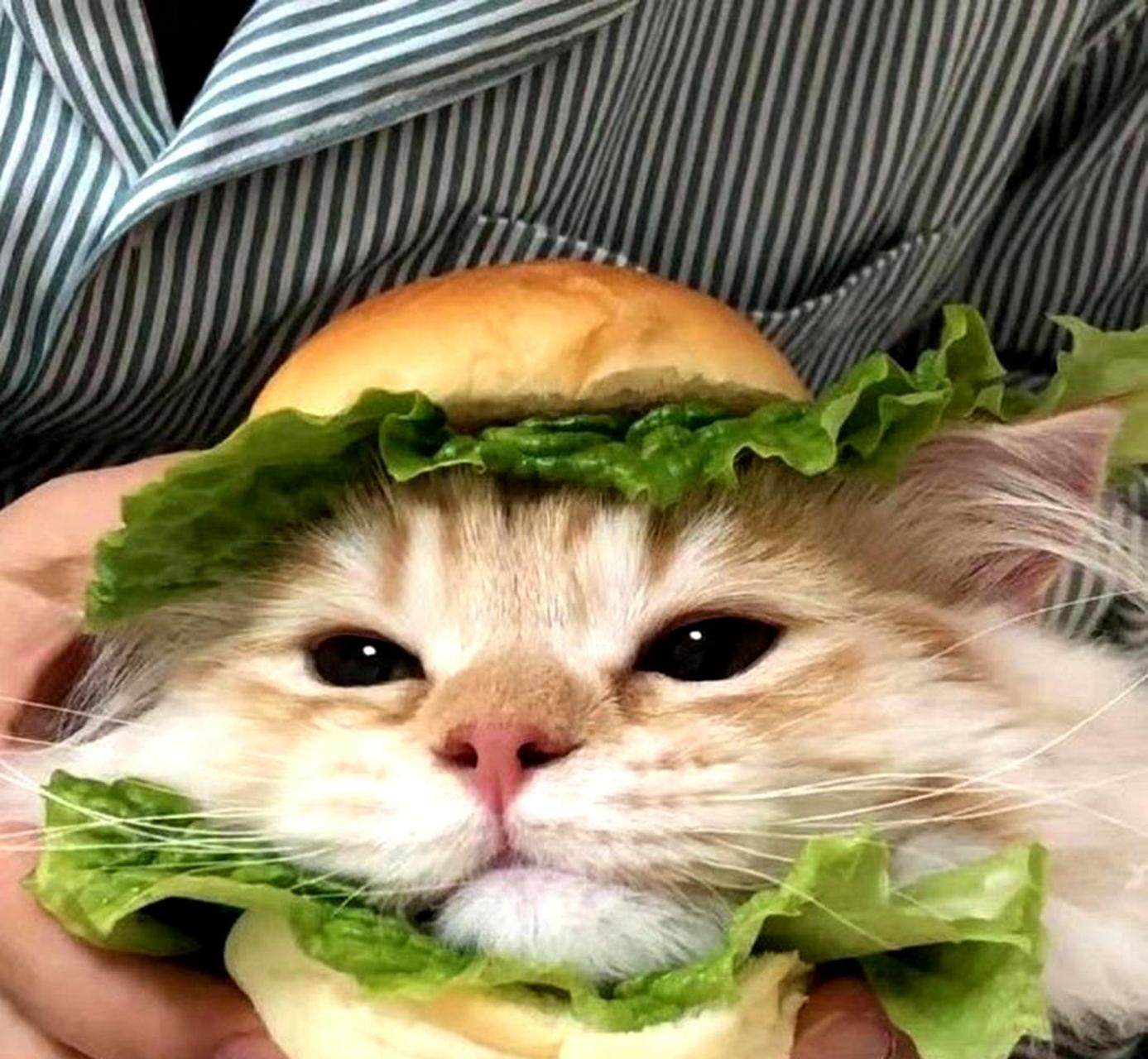 这只小猫咪太可爱了,你喜欢我的头像吗?