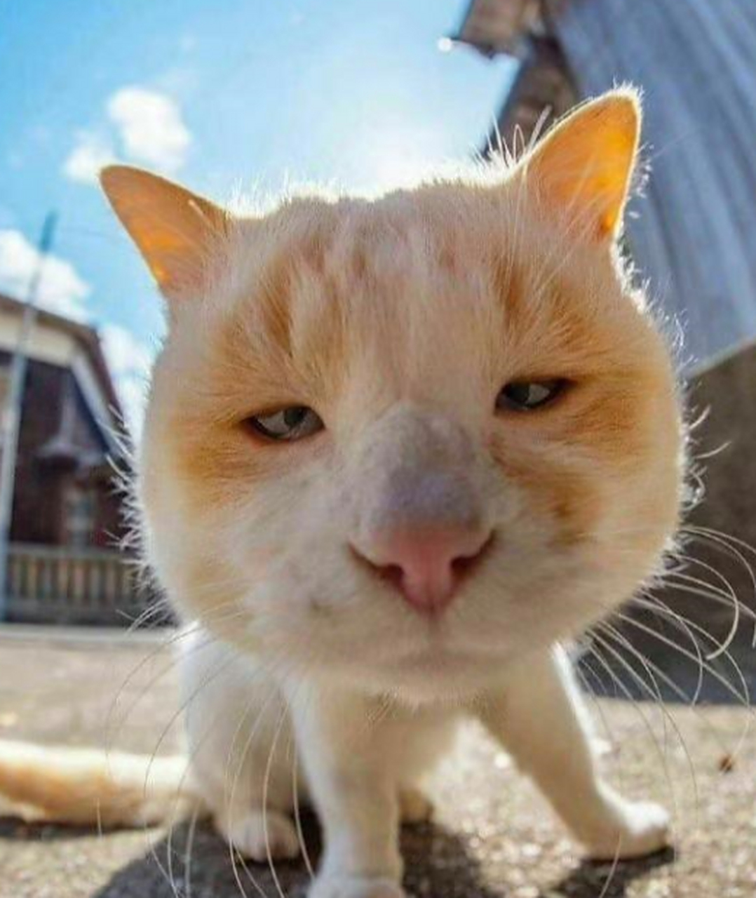 真的好喜欢这只大头猫咪,既懵而又冷漠的傻呼呼样子,太可爱了.