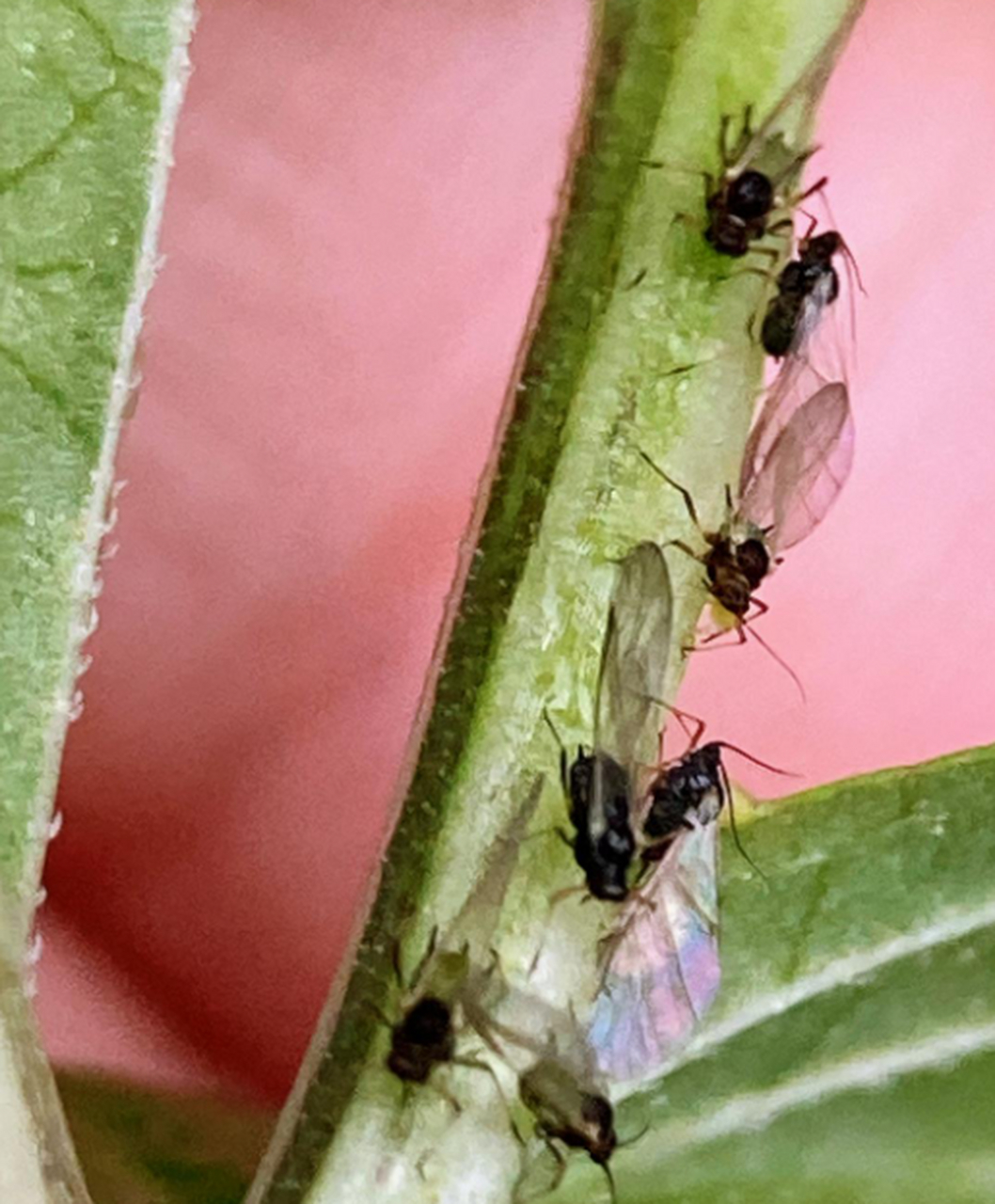 飞翅蚜虫和它们的幼虫,你找到幼虫了吗