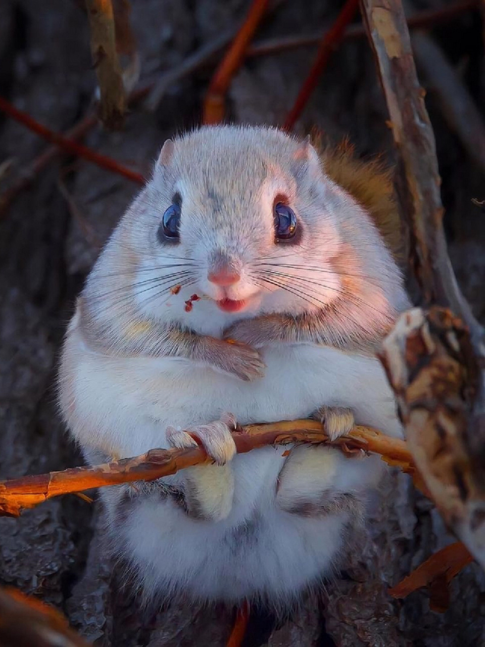 名称:俄罗斯飞鼠(siberian flying squirrel) 别名:西伯利亚鼯鼠 分类