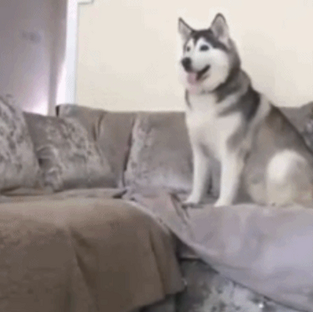 gif创作人# 图1--感受到这孩子的生无可恋了吗?