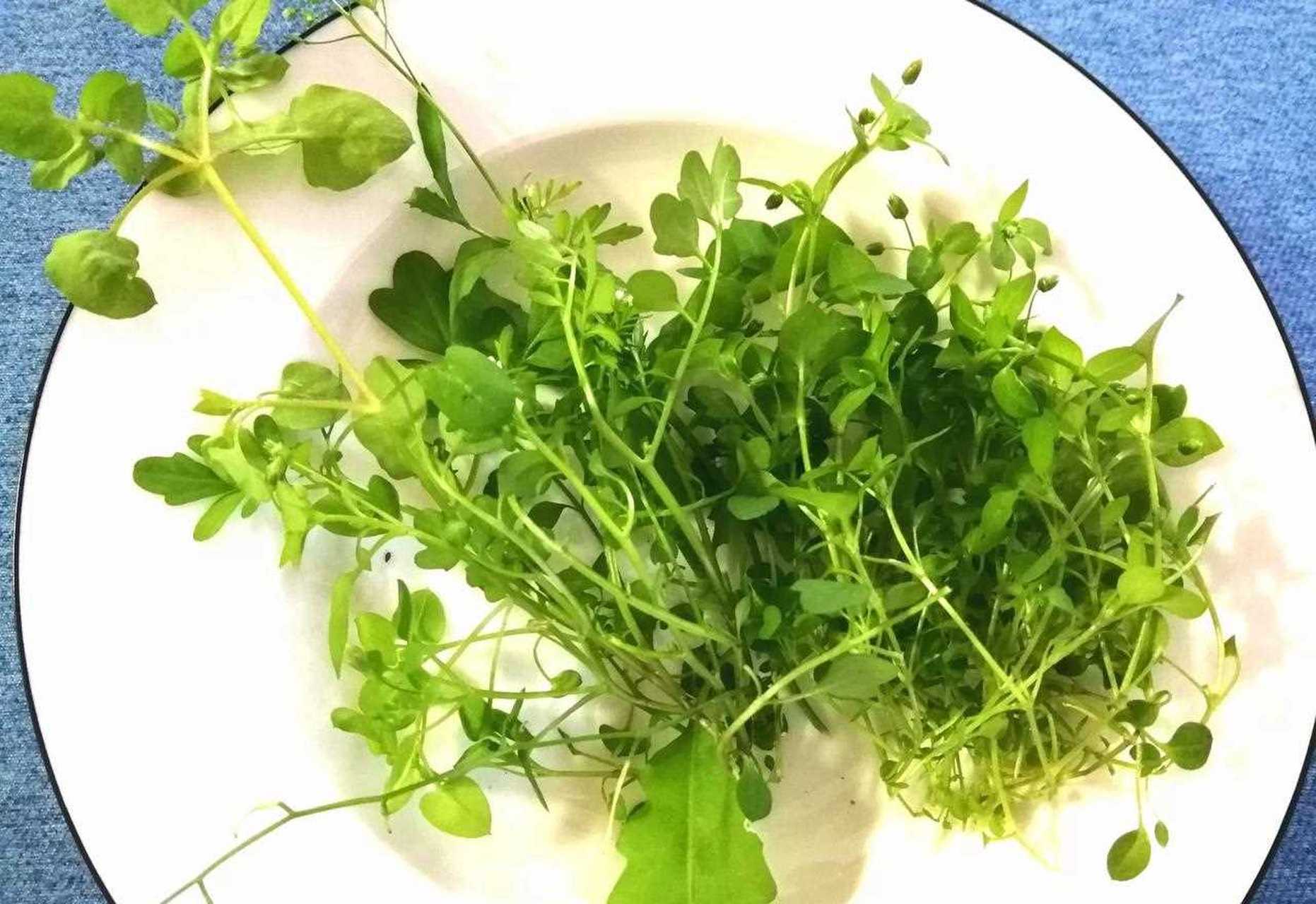 长得有些像香菜,嫩绿,浓浓的青草味道,不知这种野菜能吃吗?