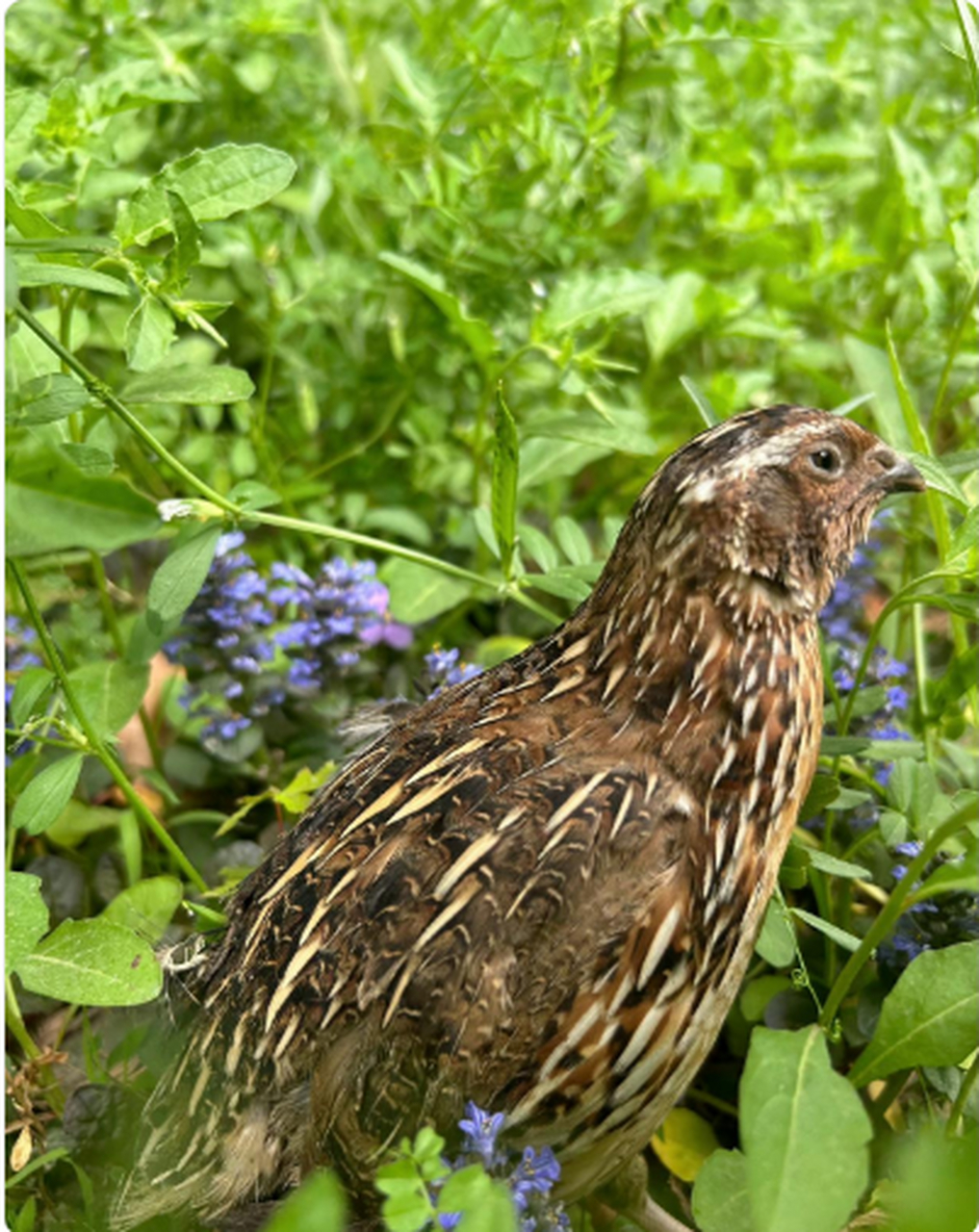 原来这就是鹌鹑,以前只见过它的蛋