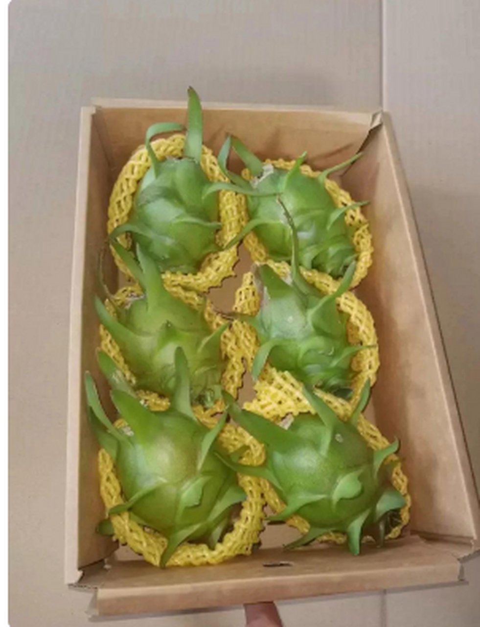 第一次见绿色火龙果